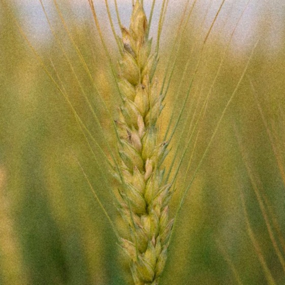 The same wheat ear with 35mm grain