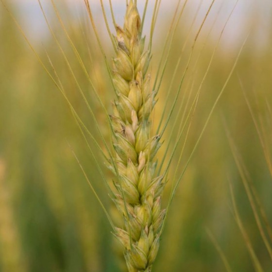 A wheat ear without grain