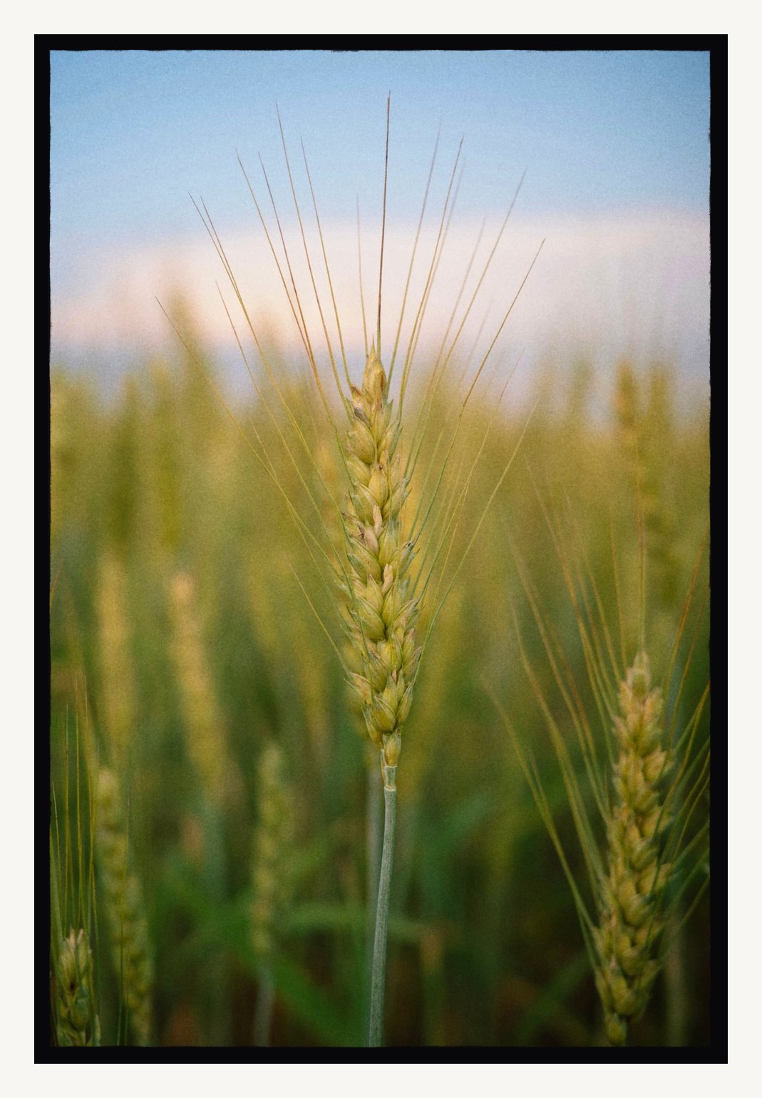 A wheat field in a Carrier film edge
